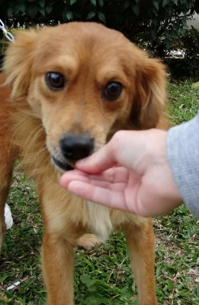 Cachorro ra a SRD idade 2 anos nome Fredie