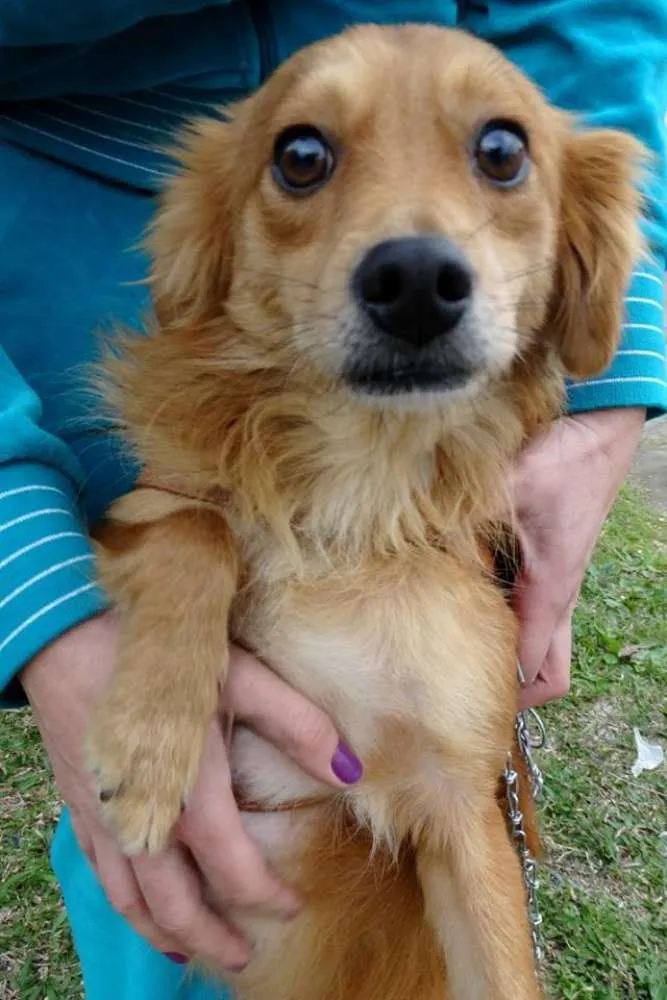 Cachorro ra a SRD idade 2 anos nome Fredie