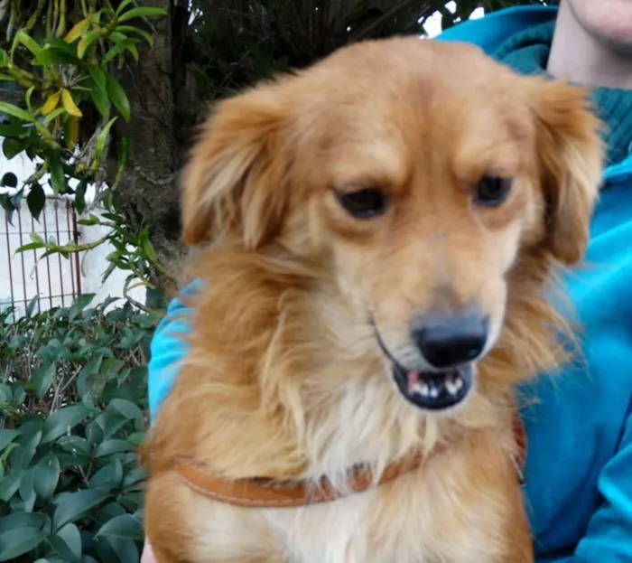 Cachorro ra a SRD idade 2 anos nome Fredie
