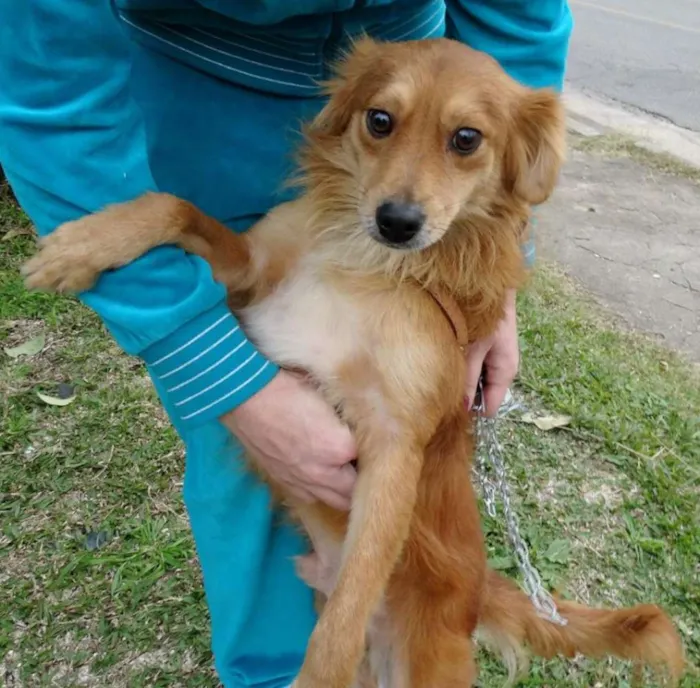 Cachorro ra a SRD idade 2 anos nome Fredie