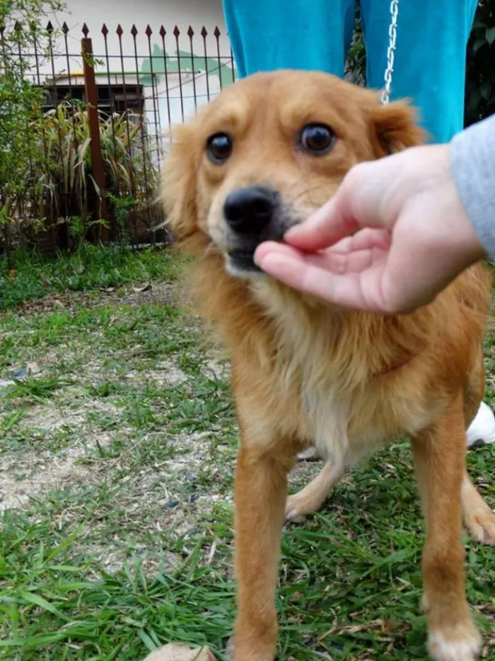 Cachorro ra a SRD idade 2 anos nome Fredie