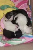 Filhotes de gato