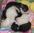 Filhotes de gato