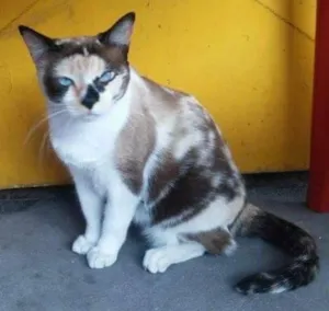 Gato raça  idade 2 anos nome Sofia