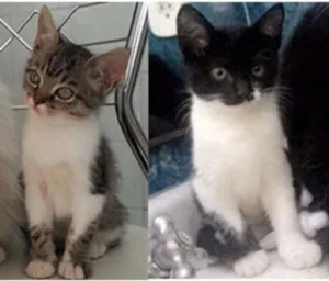 Gato raça indefinida idade 2 a 6 meses nome Tigresa e Frajola