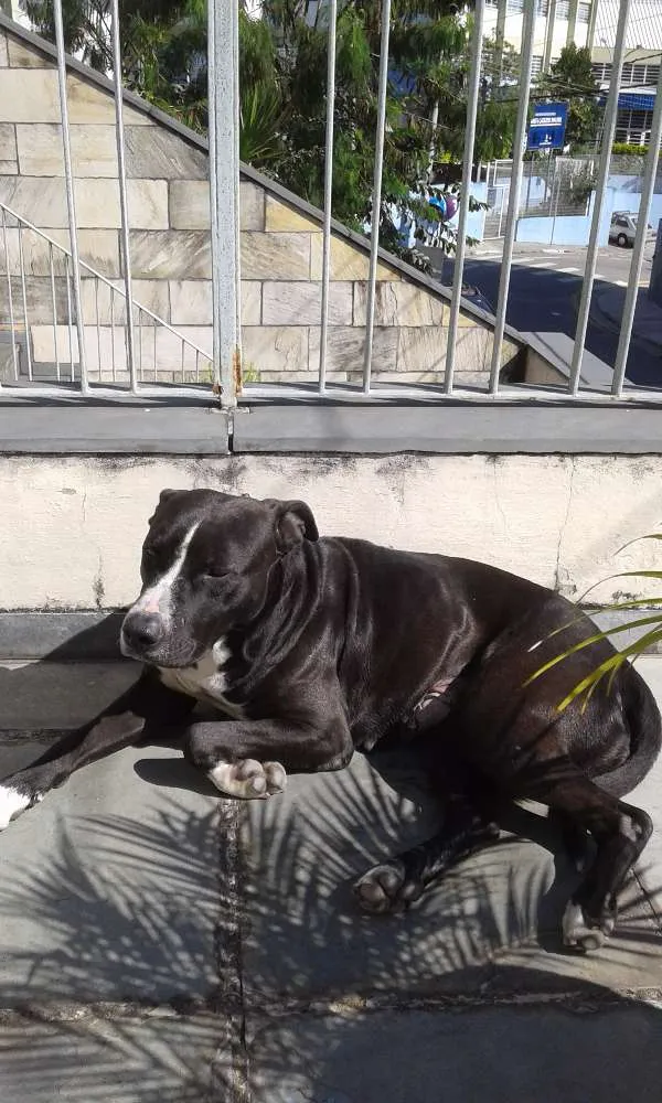 Cachorro ra a Pit-Bull idade 2 anos nome Belinha
