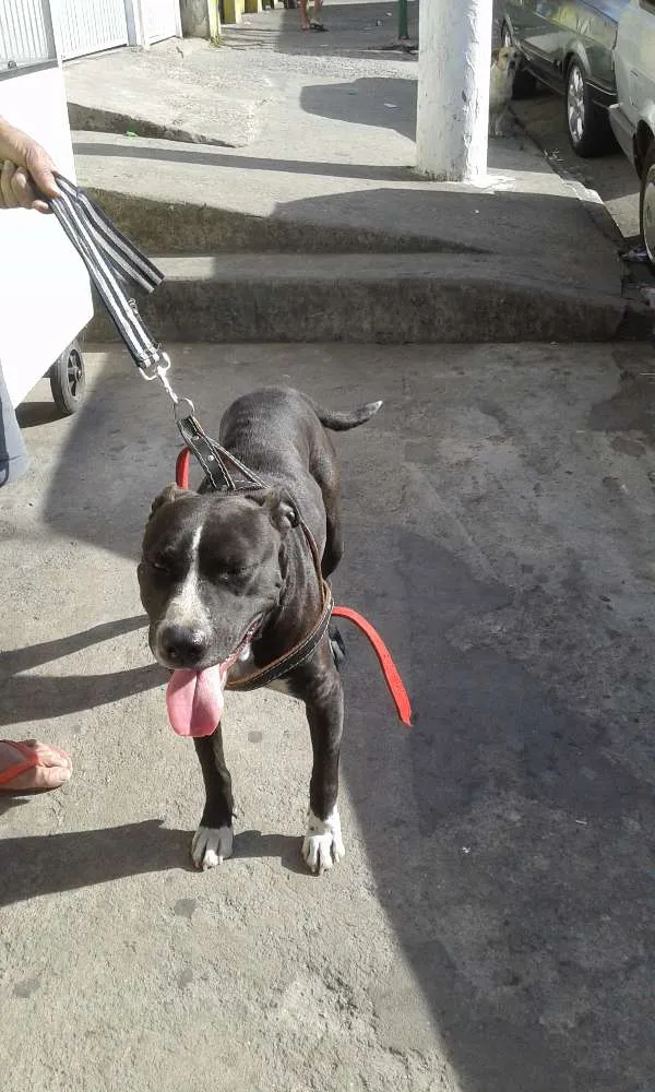 Cachorro ra a Pit-Bull idade 2 anos nome Belinha