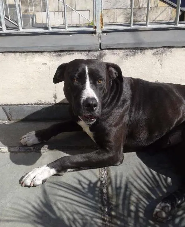 Cachorro ra a Pit-Bull idade 2 anos nome Belinha
