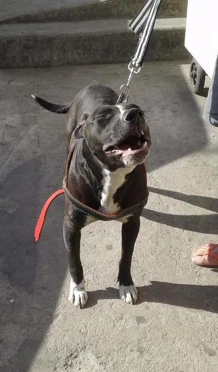 Cachorro ra a Pit-Bull idade 2 anos nome Belinha