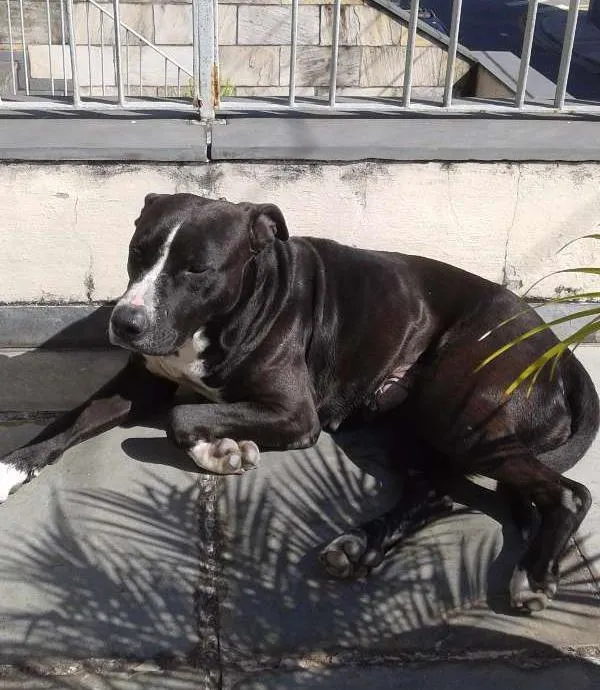 Cachorro ra a Pit-Bull idade 2 anos nome Belinha