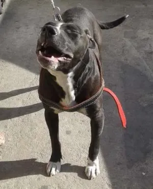 Cachorro raça Pit-Bull idade 2 anos nome Belinha