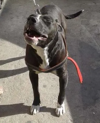 Cachorro ra a Pit-Bull idade 2 anos nome Belinha