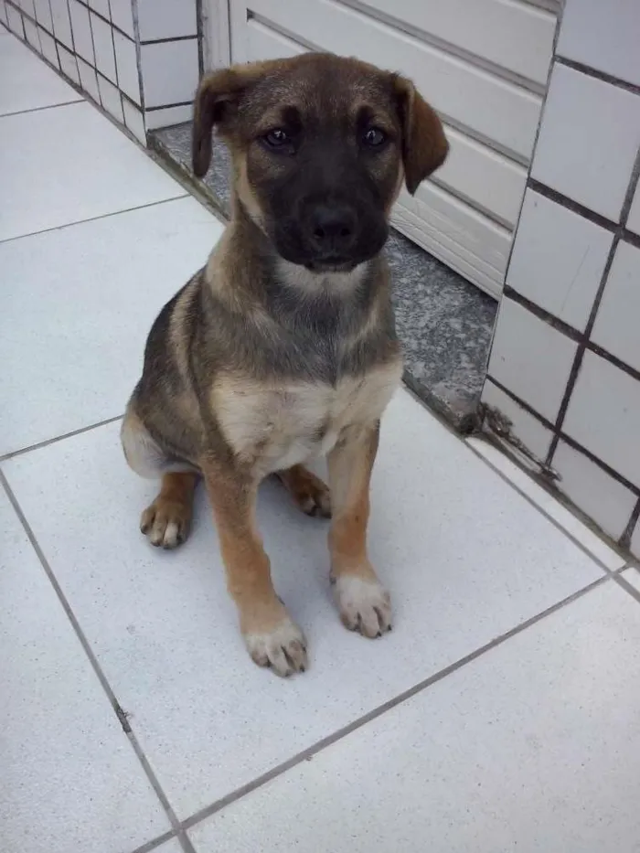 Cachorro ra a Não identificada idade Abaixo de 2 meses nome Sem nome