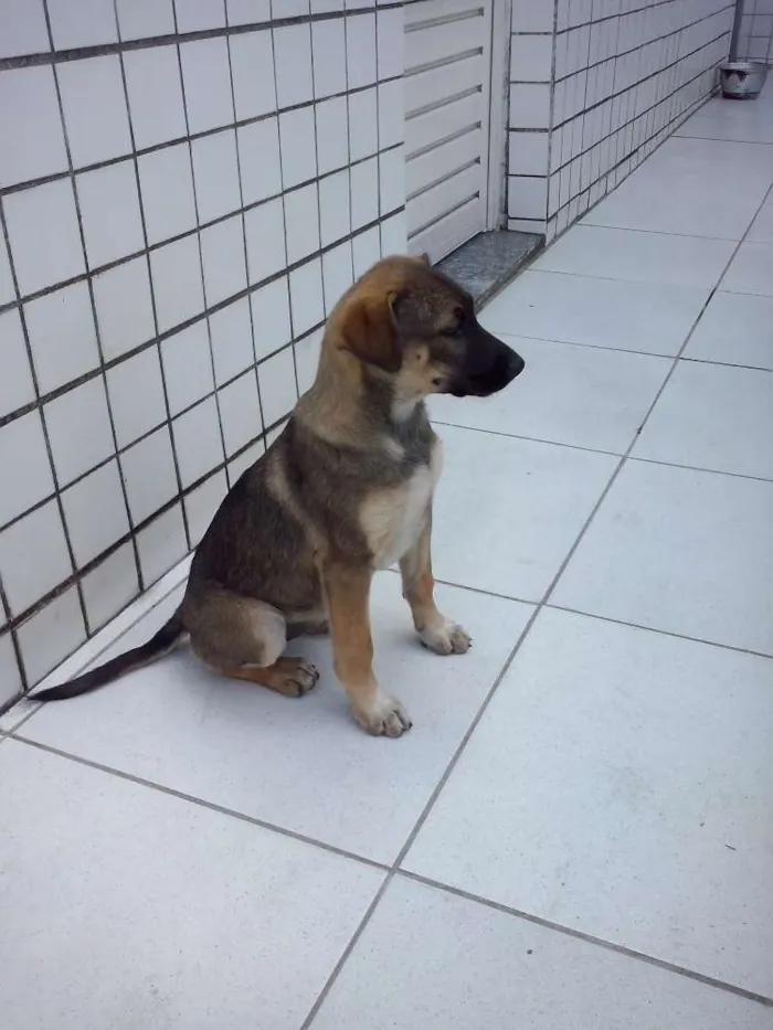 Cachorro ra a Não identificada idade Abaixo de 2 meses nome Sem nome
