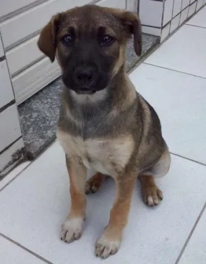 Cachorro raça Não identificada idade Abaixo de 2 meses nome Sem nome