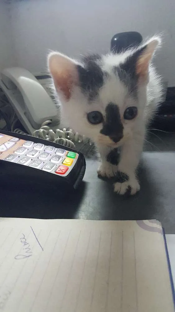 Gato ra a SRD idade 2 a 6 meses nome YUMI