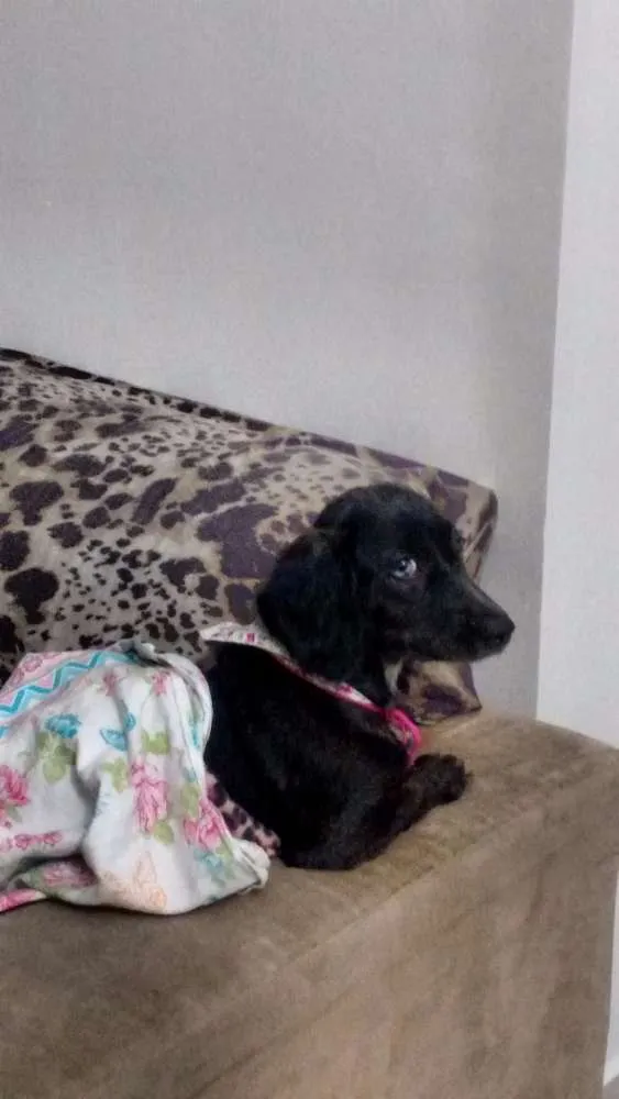 Cachorro ra a Cocker com salsicha  idade 7 a 11 meses nome Pimentinha
