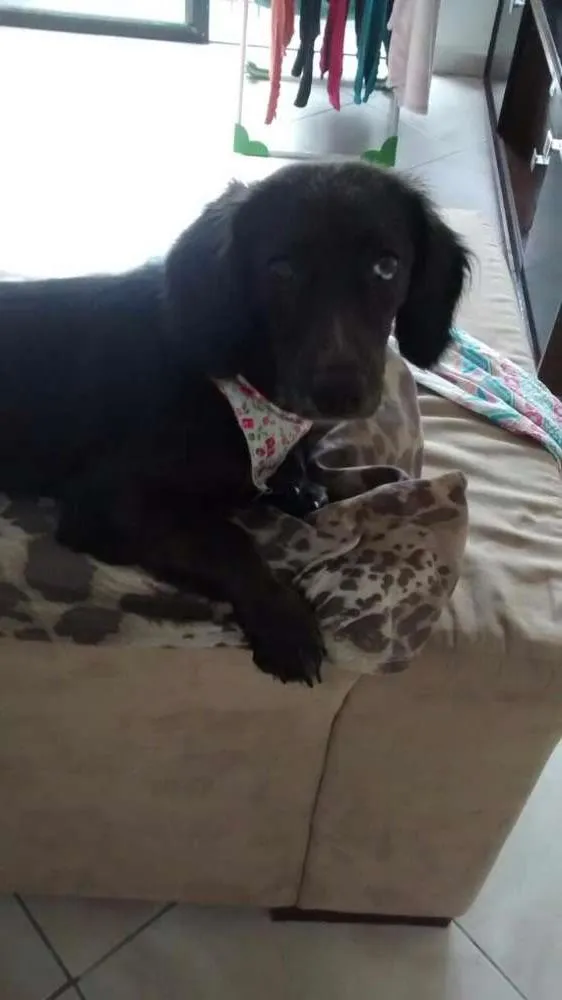 Cachorro ra a Cocker com salsicha  idade 7 a 11 meses nome Pimentinha