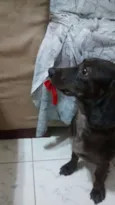 Pimentinha