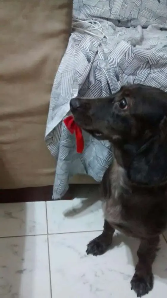 Cachorro ra a Cocker com salsicha  idade 7 a 11 meses nome Pimentinha