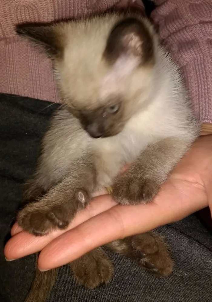Gato ra a Siamês idade Abaixo de 2 meses nome sem nome