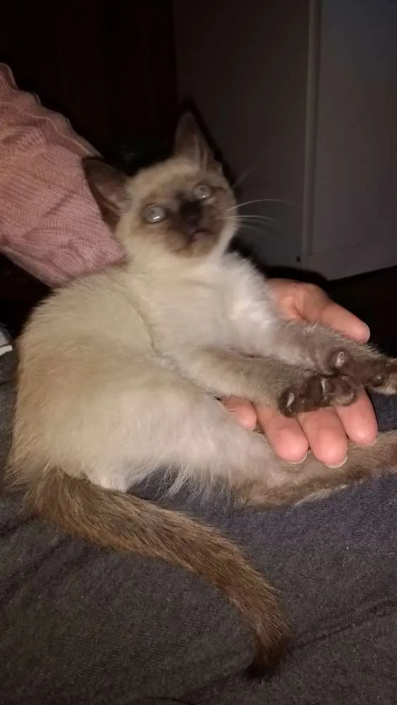 Gato ra a Siamês idade Abaixo de 2 meses nome sem nome