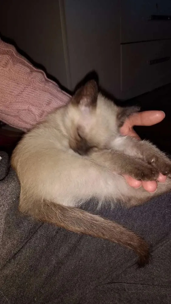 Gato ra a Siamês idade Abaixo de 2 meses nome sem nome