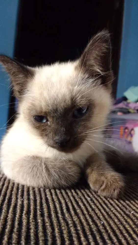 Gato ra a Siamês idade Abaixo de 2 meses nome sem nome