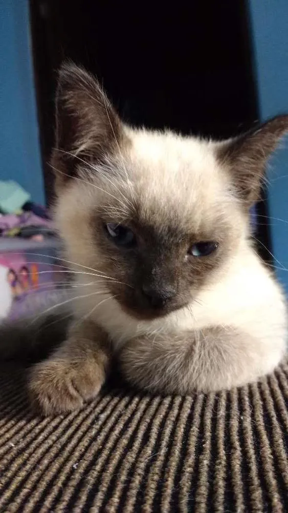 Gato ra a Siamês idade Abaixo de 2 meses nome sem nome
