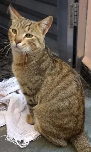 Gato raça SRD idade 1 ano nome sem nome
