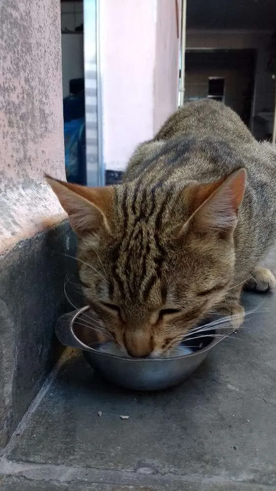 Gato ra a SRD idade 1 ano nome sem nome