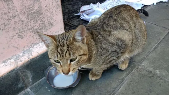 Gato ra a SRD idade 1 ano nome sem nome