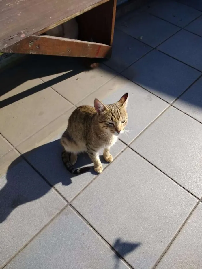 Gato ra a SRD idade 1 ano nome sem nome