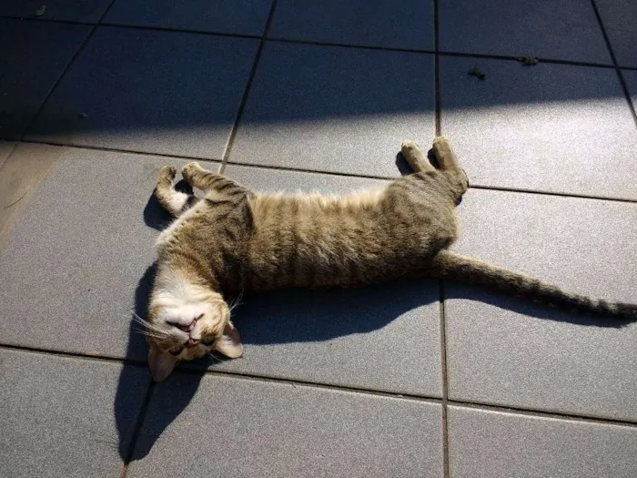 Gato ra a SRD idade 1 ano nome sem nome