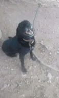 Penélope