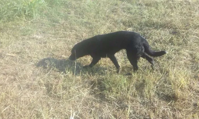 Cachorro ra a Labrador idade 2 anos nome Penélope