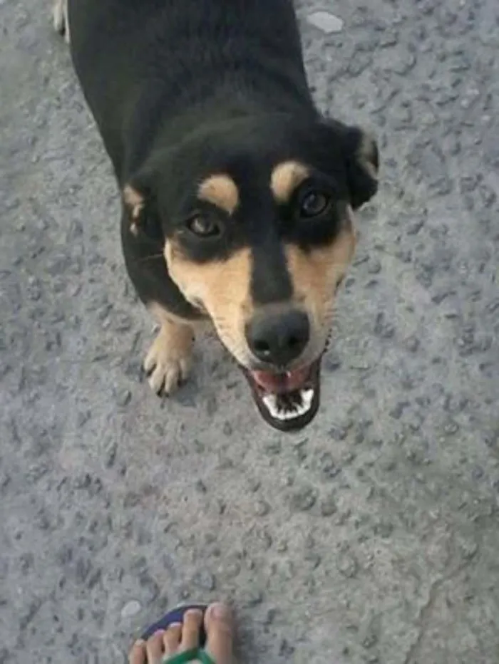 Cachorro raça Vira lata idade 2 anos nome Mel