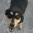 Mel