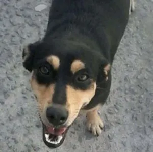 Cachorro raça Vira lata idade 2 anos nome Mel