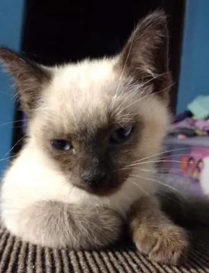 Gato raça Siamês idade Abaixo de 2 meses nome sem nome