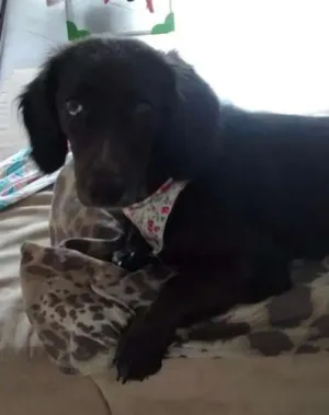 Cachorro raça Cocker com salsicha  idade 7 a 11 meses nome Pimentinha