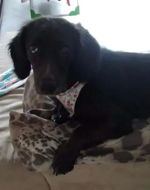 Cachorro ra a Cocker com salsicha  idade 7 a 11 meses nome Pimentinha