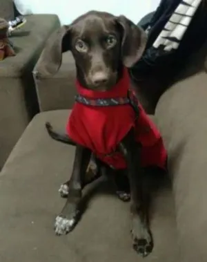 Cachorro raça - idade 2 a 6 meses nome Bartholomeu