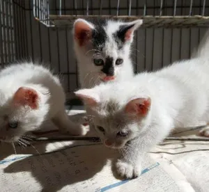 Gato raça SRD idade 2 a 6 meses nome YUMI