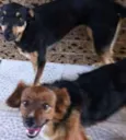 Tibi e Tica