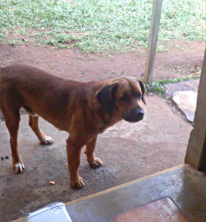 Cachorro ra a Indefinida - Pastor beauce com capa preta idade 1 ano nome Zeus