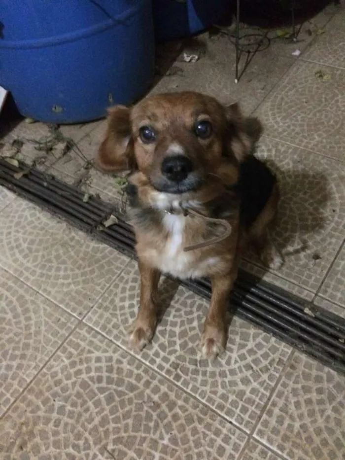 Cachorro ra a SRD idade 6 ou mais anos nome Tibi e Tica