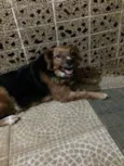Tibi e Tica