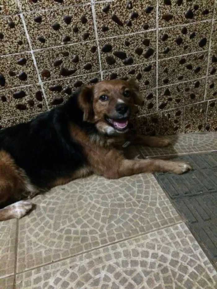 Cachorro ra a SRD idade 6 ou mais anos nome Tibi e Tica