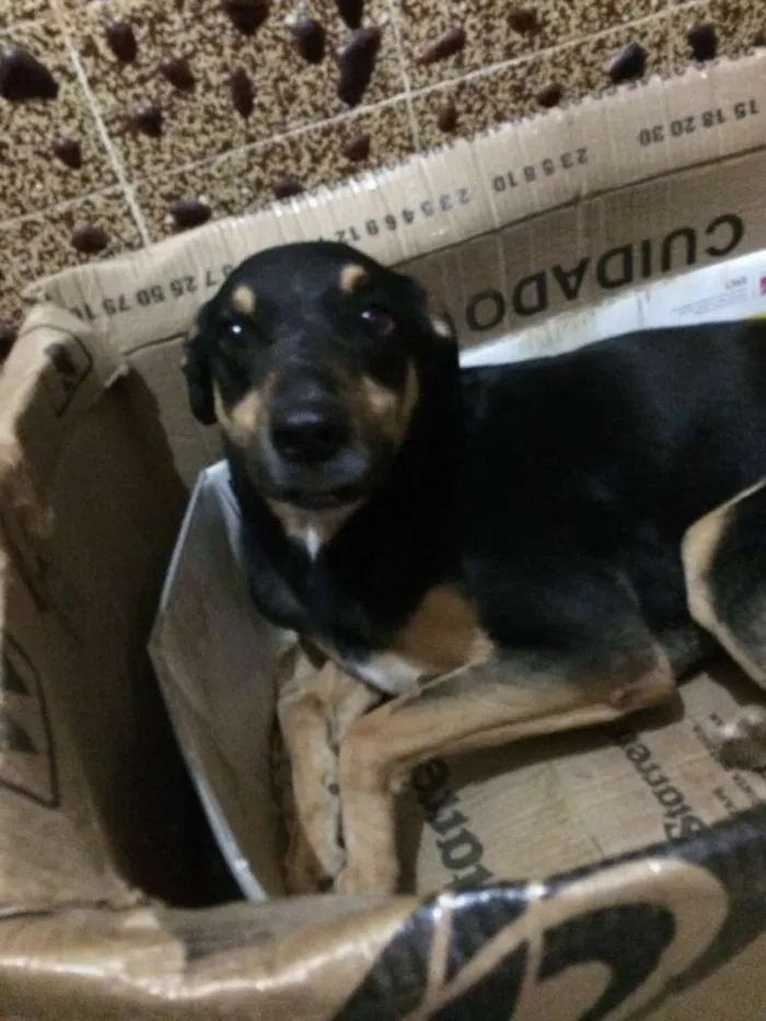Cachorro ra a SRD idade 6 ou mais anos nome Tibi e Tica